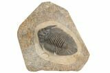 Lichid (Lichas Marocanus) Trilobite - Jbel Bou Degane, Morocco #191785-1